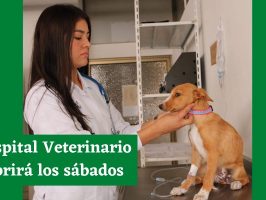 Persona examinando un perro para el hospital veterinario